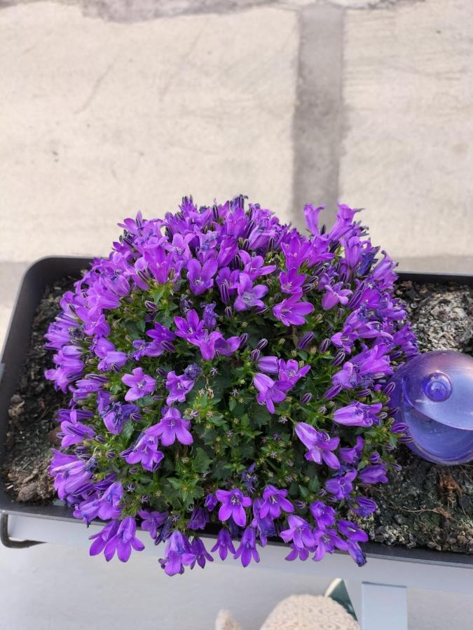 Вилла The Violet House Кошта-Нова Экстерьер фото